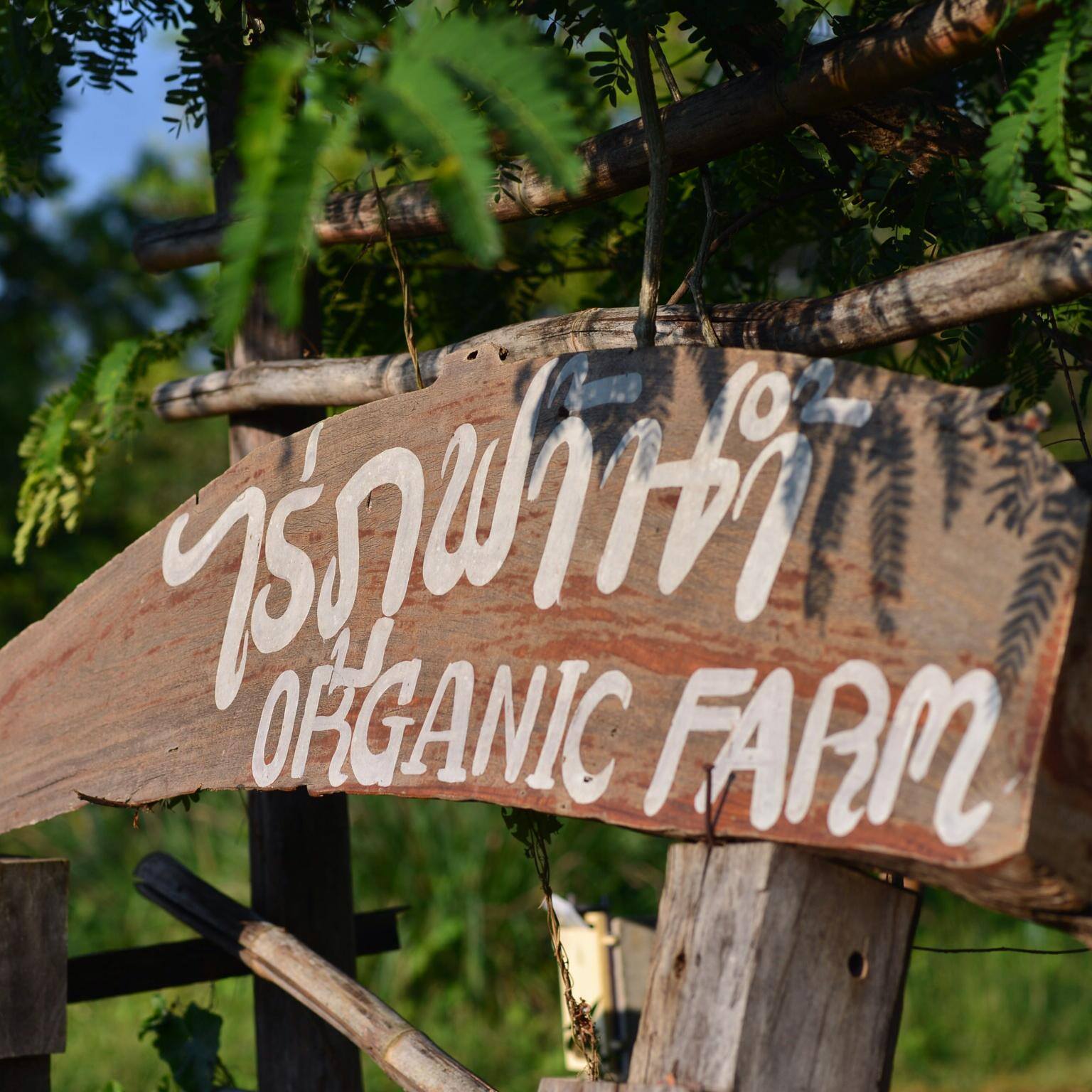 ภูฟ้าน้ำ Organic Farm สถานที่สุดฟีลกู๊ด